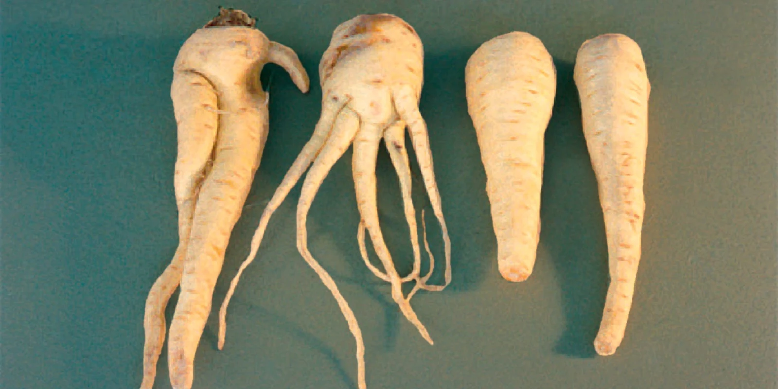 Parsnip fanging caused by nematodes.