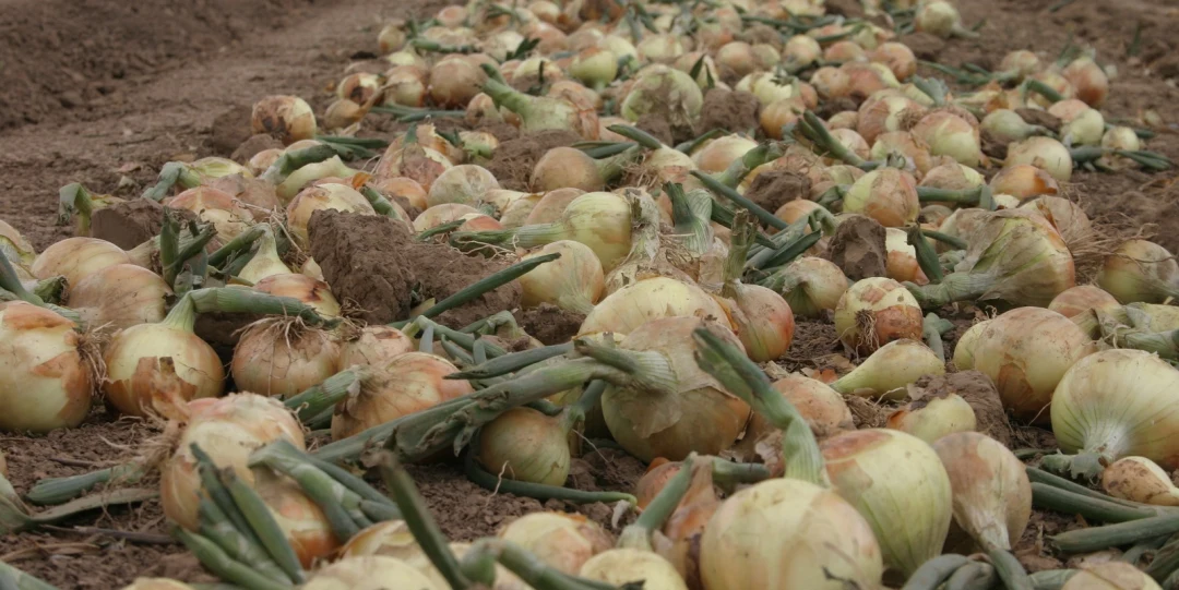 onions in a field
