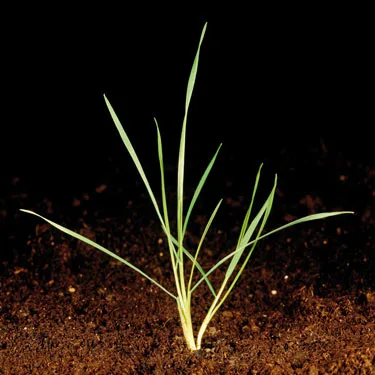 Black-grass ligule