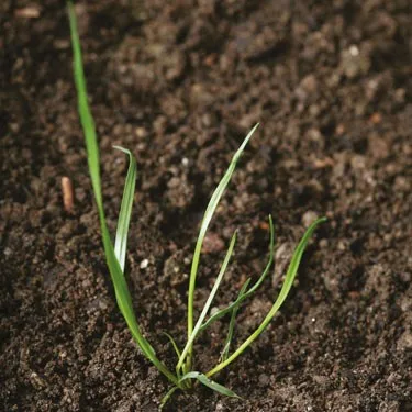 Rye-grass young plant