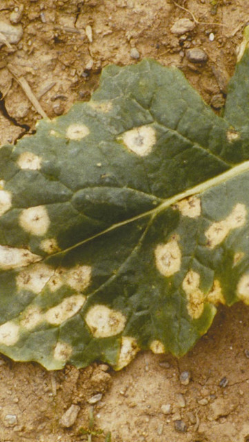 White Leaf Spot Brassicas OSR
