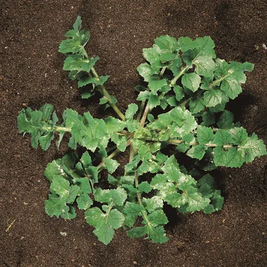 Young plants of both species form a thistle-like rosette. Smooth sowthistle leaves are soft, not spiny whereas those of the prickly sowthistle are stiff, with prickly, spiny teeth.