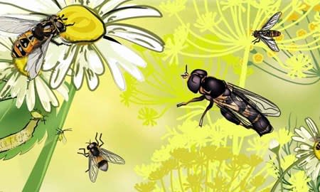 Curious Questions: How does a bumblebee fly? - Country Life