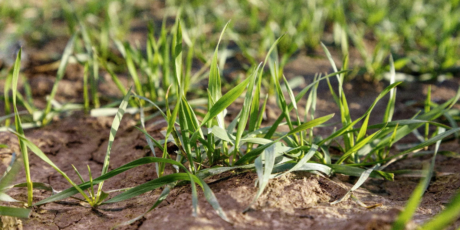 Managing Herbicide Resistance: Initial insights from the Bayer Mode of ...