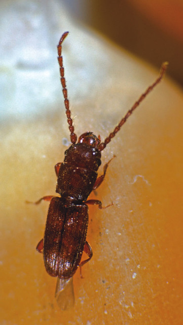 Rust-red grain beetle