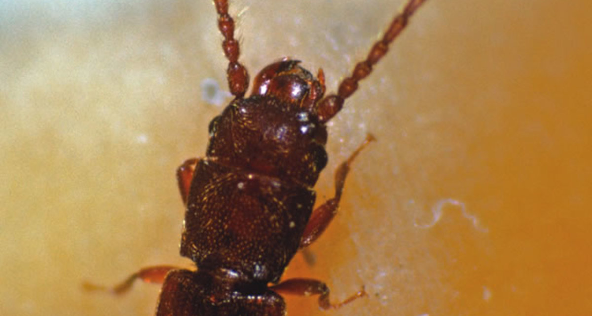 Rust Beetkle Rust-red grain beetle