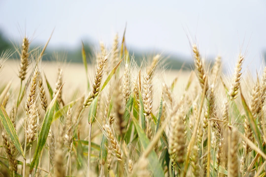 Agriculture arable barley