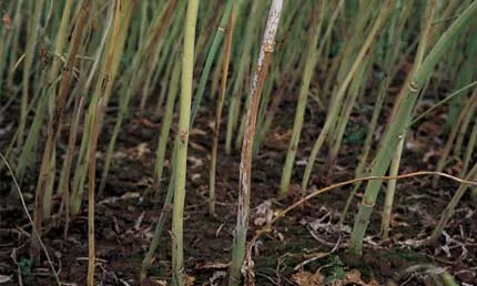 Sclerotinia infection on stems