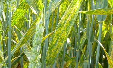 Typical stripe lesions (later season)
