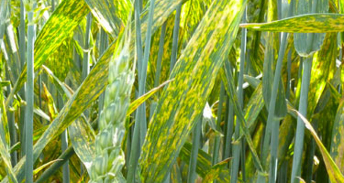 Yellow Rust in wheat