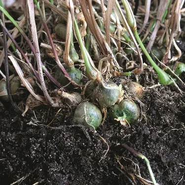 Onion couch with distinctive swollen bulbous nodules at base of stems. Photo © Blackthorn Arable.
