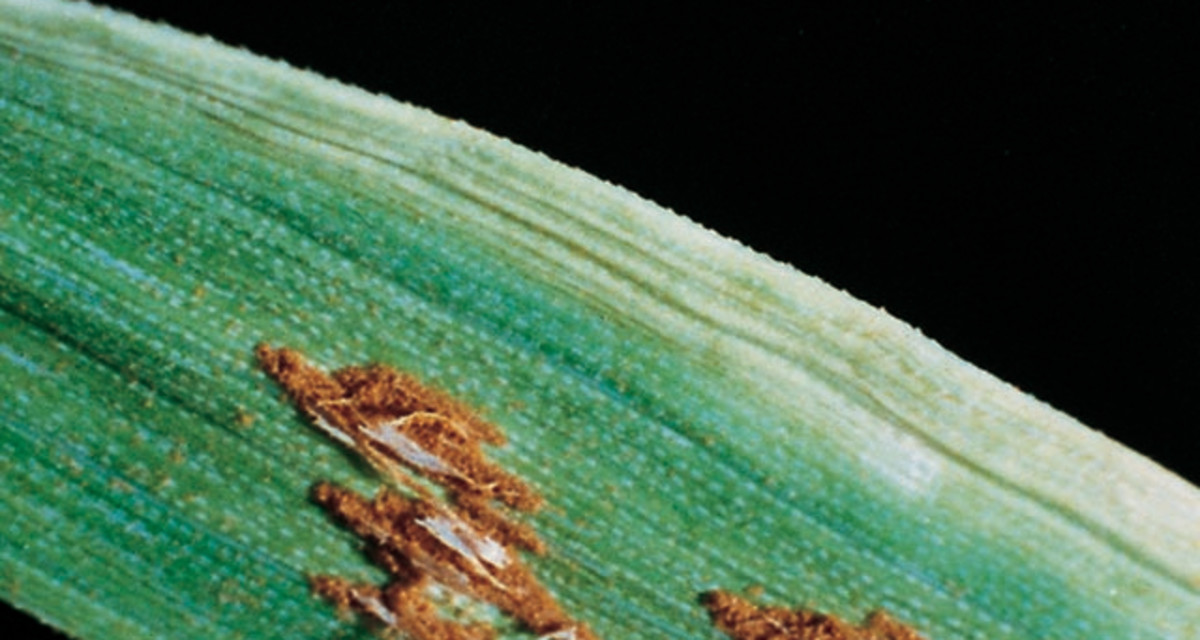 Black Steam Rust Black Stem Rust