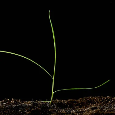 Common bent seedling. Photo © Blackthorn arable.