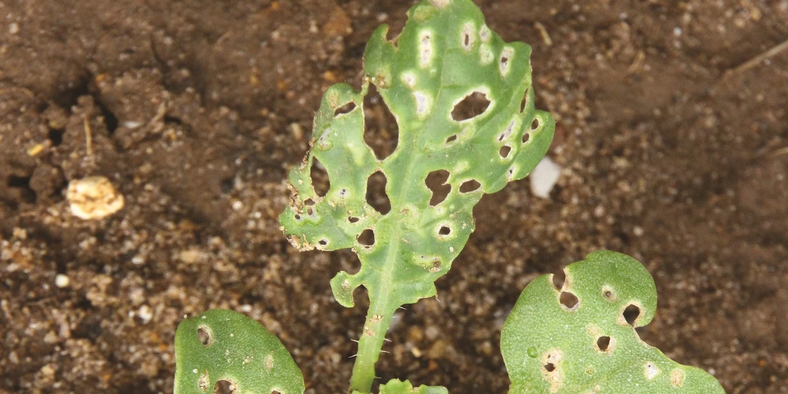 cabbage-stem-flea-beetle-damage-on-osr-at-2-leaf-stage-1600