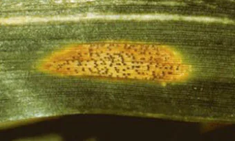 Close-up of typical lesion with black pycndidia