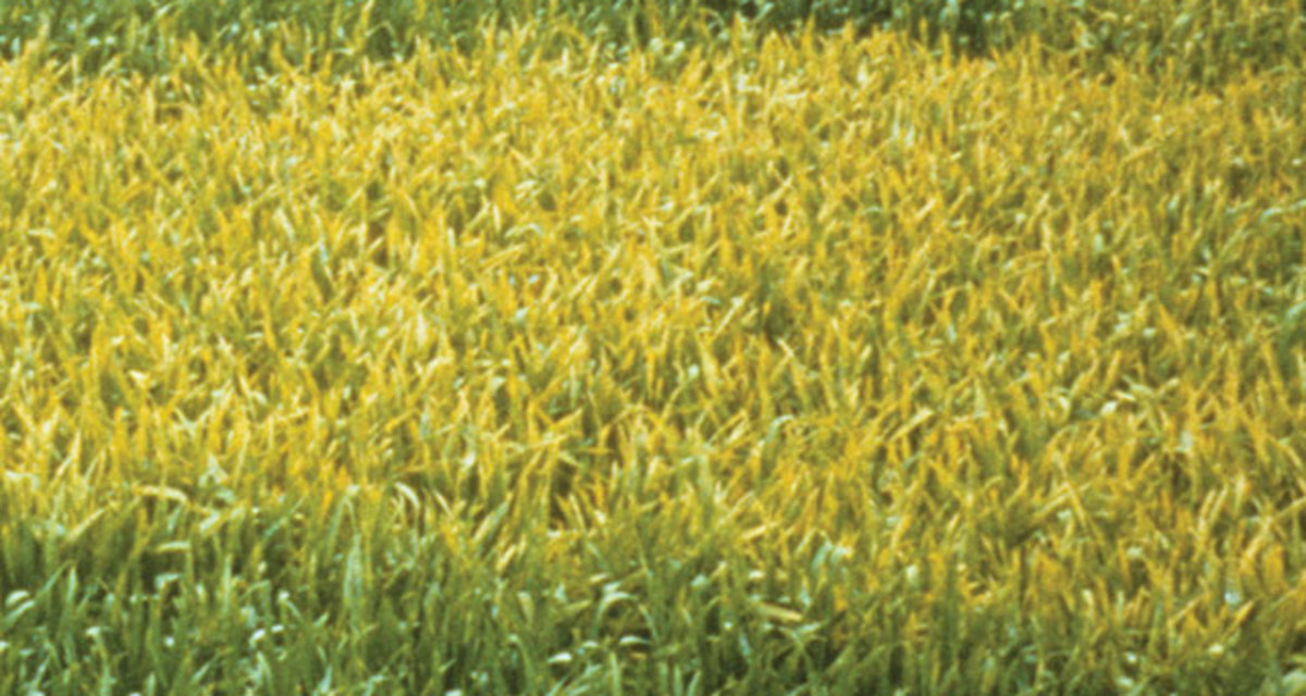 Yellow Rust