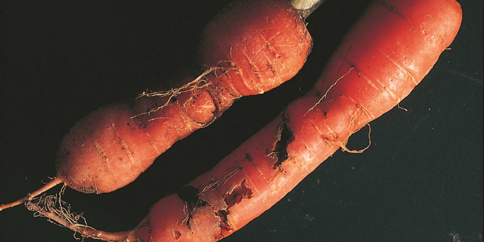 Carrot root fly mines on carrots.