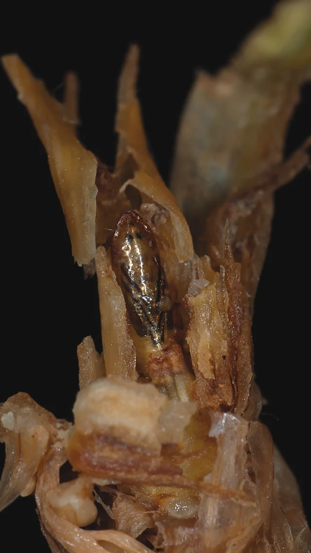 Gout Fly