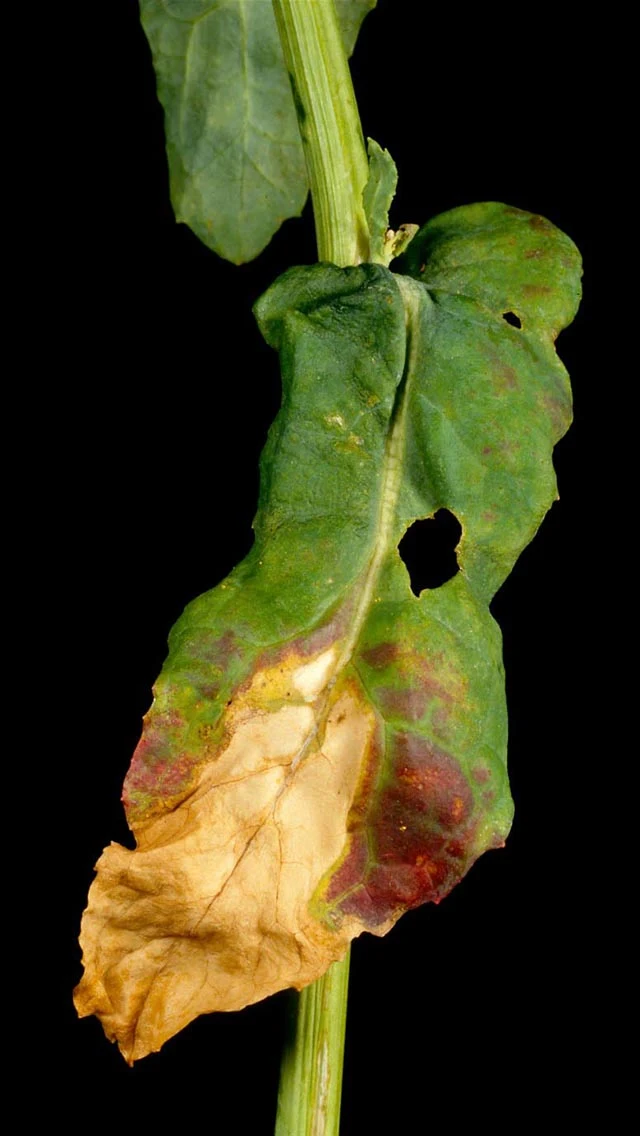 Botrytis (Grey Mould) in Oilseed Rape