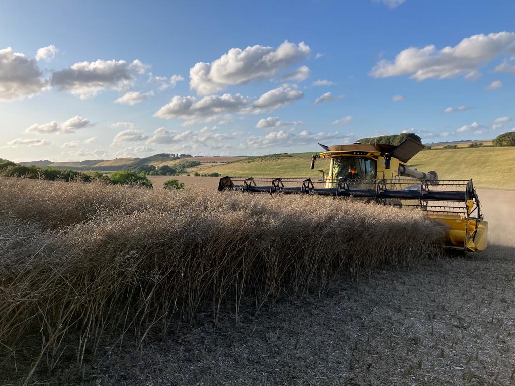 Raising The Bar In Clubroot Resistance