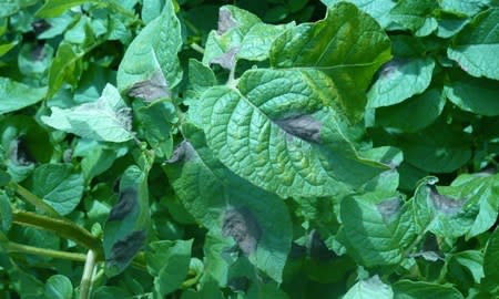 Vigilance needed in battle with resistant blight strains