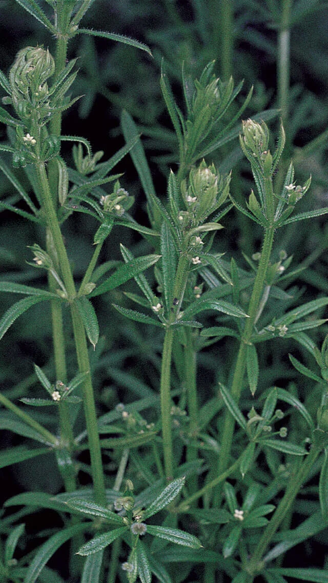 Cleaver Tree Cleavers