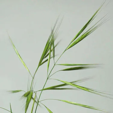 Great brome flower heads. Spikelets 7-9 cm (including awns).