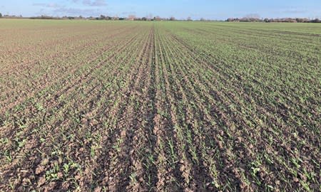 Four insights into crop agronomy in East Anglia this February