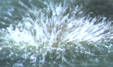 Close-up of single pustule