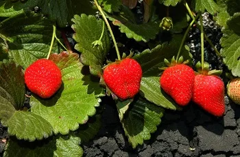 Strawberries and leaves
