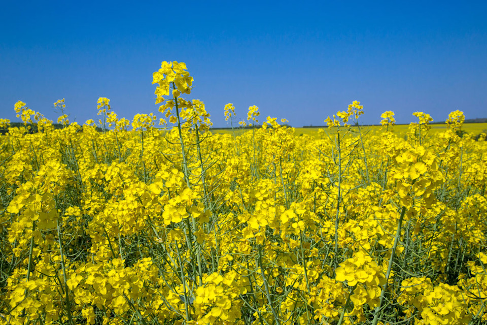 Top Grower Techniques for Minimising OSR Risks