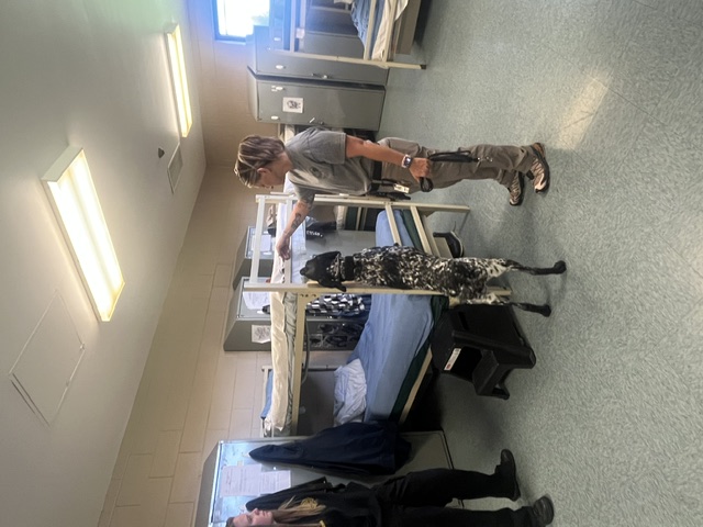 CROSSWAEH K9 Bed June  2026