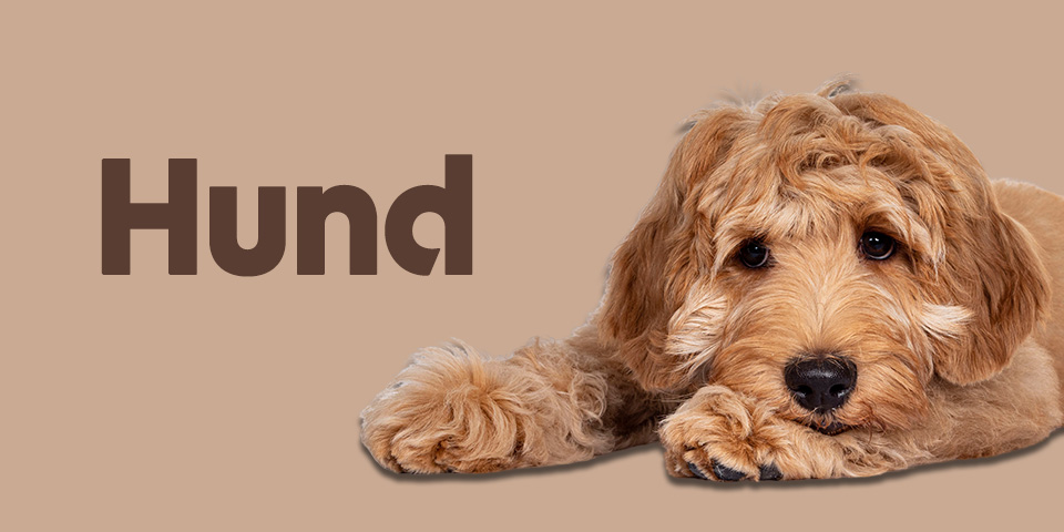 Kategori Hund - Liggande hund med texten "Hund".