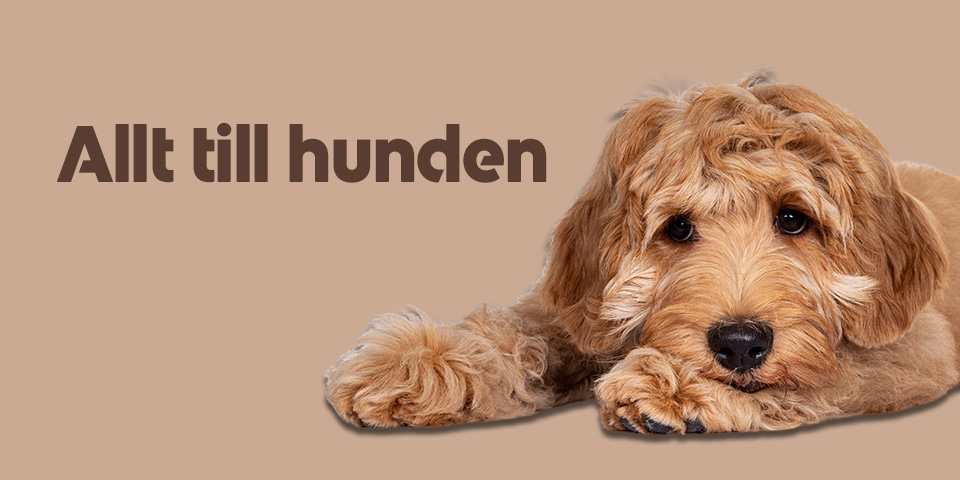 Kategori Hund - Liggande hund med texten "Hund".