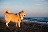 2020-07-29 - Come trovare la motivazione per lavorare - cane