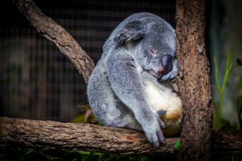 2020-08-14 - Der einfache Weg, dich von einer langen Nacht zu erholen - Koala