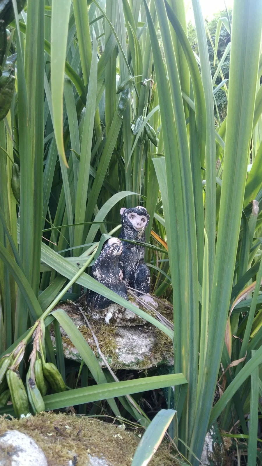 singes au bord de l'étang