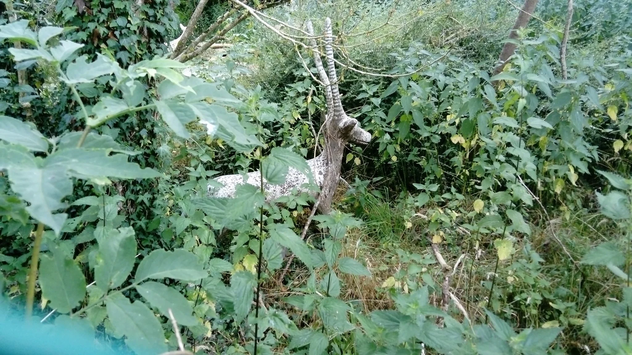 Antilope photographiée depuis le jardin du voisin