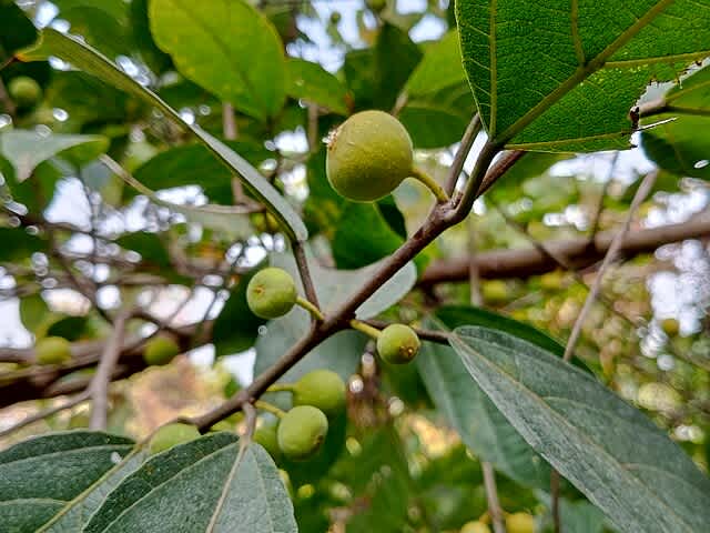 Fig Tree