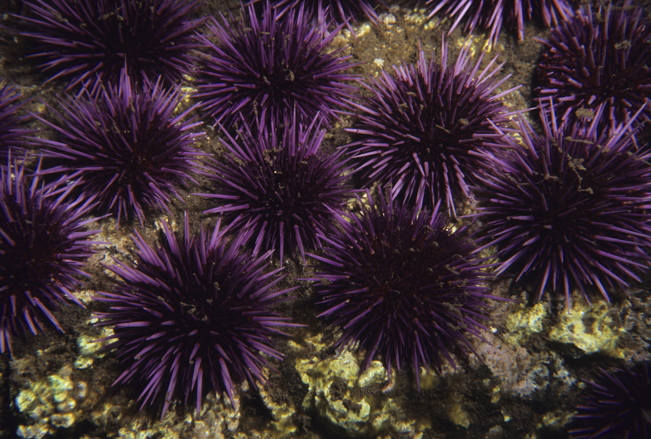 urchin tracking module