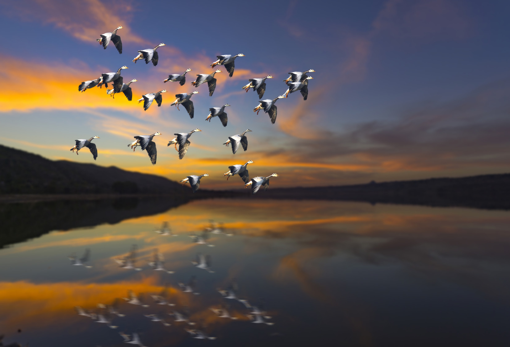 Flock of bird Flying at sunset over a lake