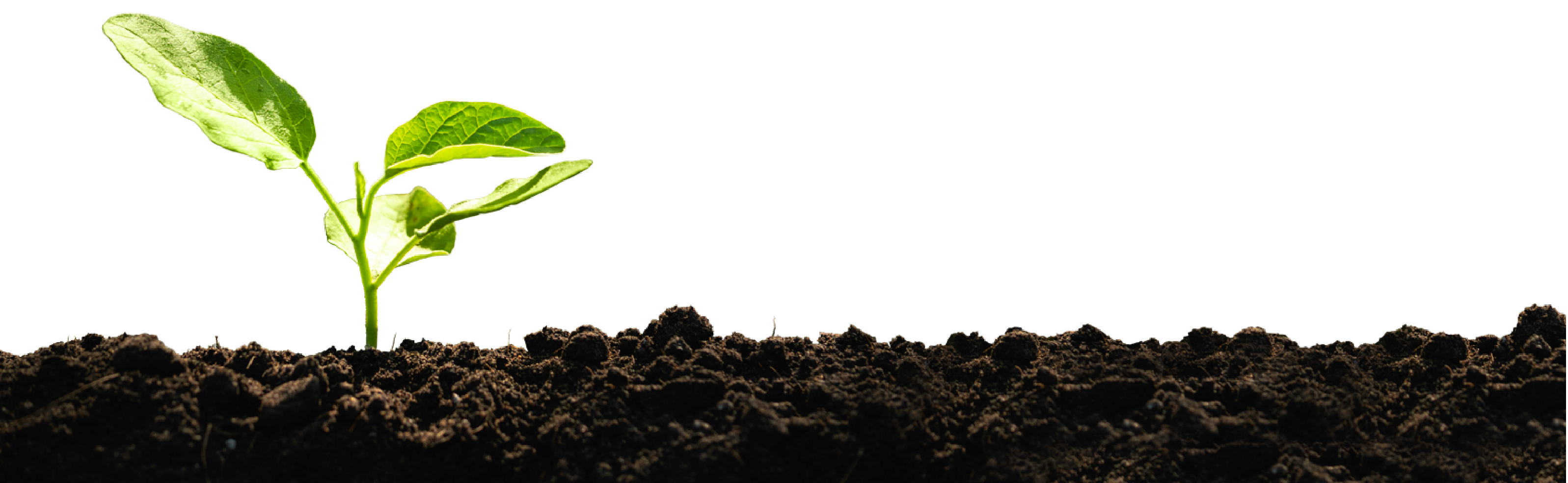 CoBank WMK Web Updates Plant Footer