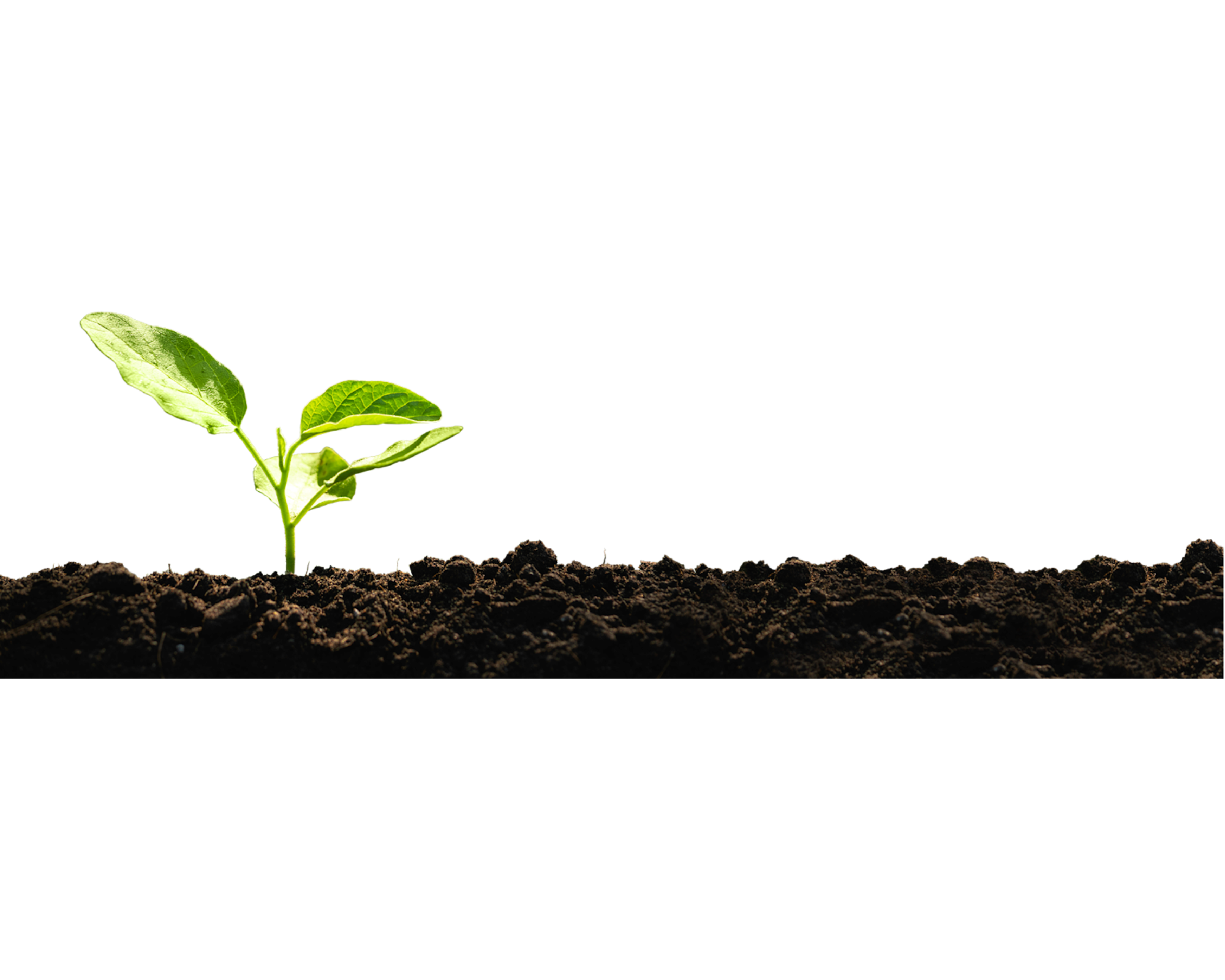 CoBank WMK Web Updates Plant Footer
