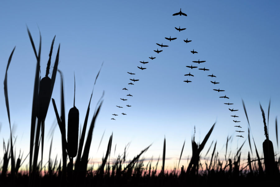 XXL migrating canada geese