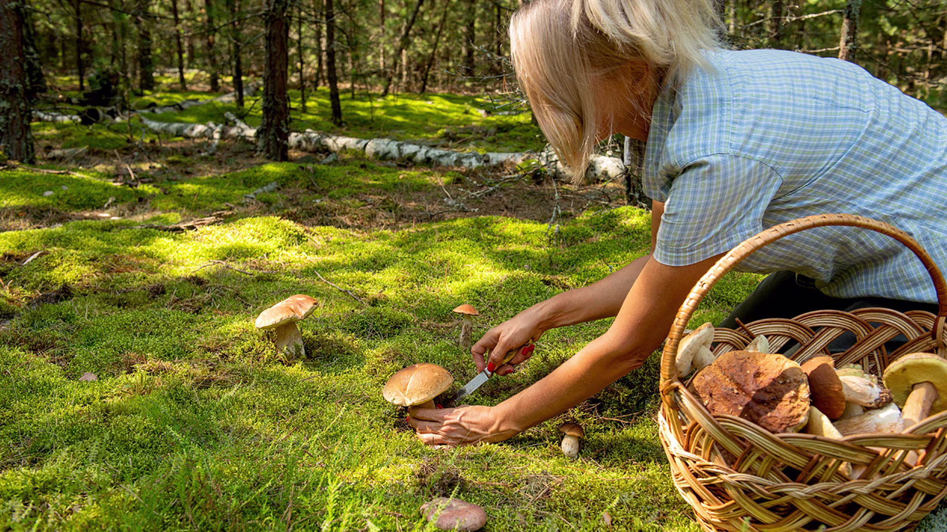 Frau sammelt Pilze im Wald mit einem Korb