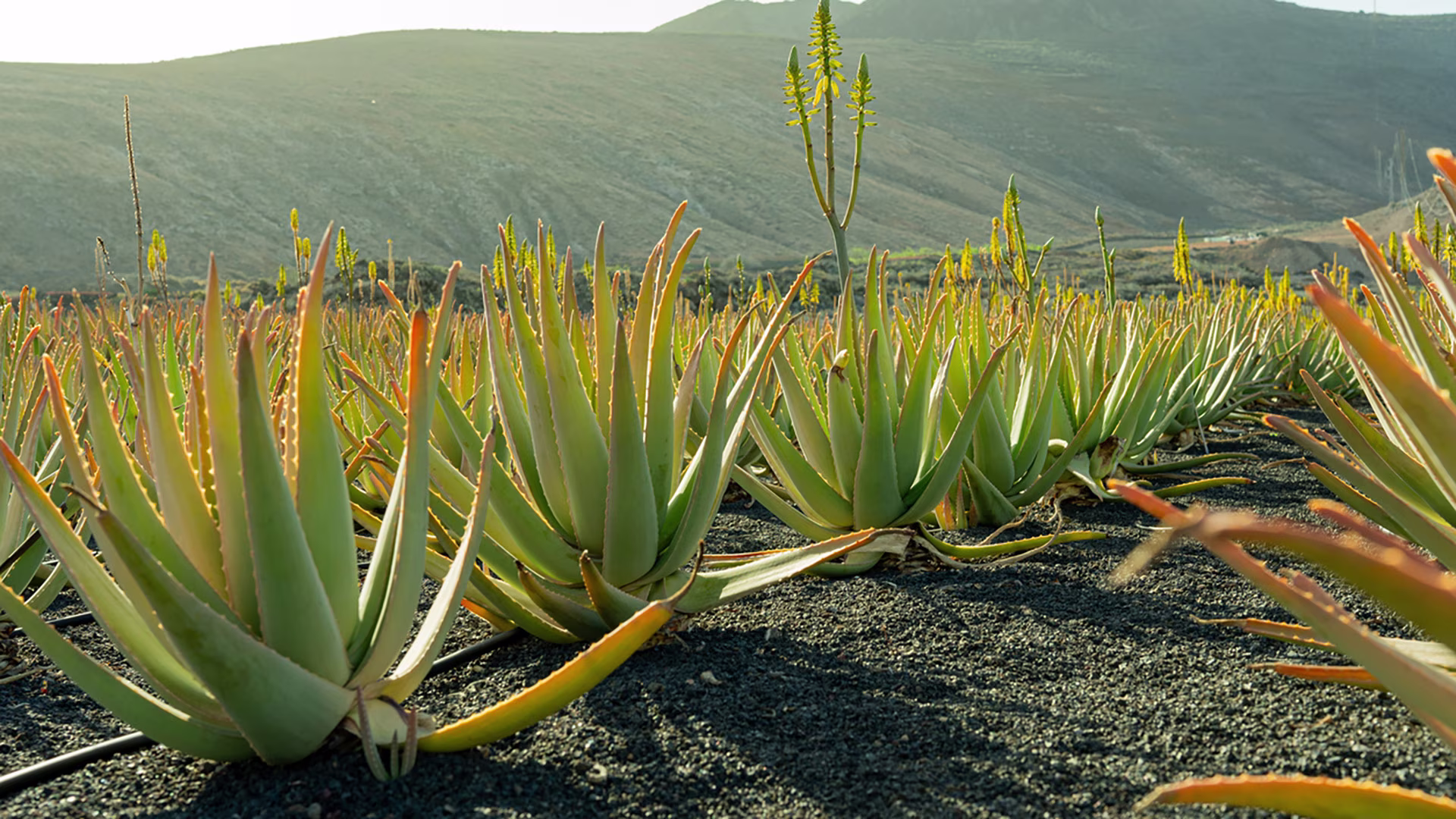 Aloe-Vera-Pflanzen wachsen in trockenem, sonnigem Klima vor einer Berglandschaft.