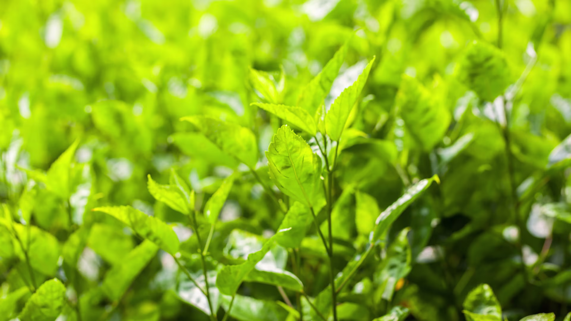 In der Natur wachsende Grüner-Tee-Pflanzen im Sonnenlicht