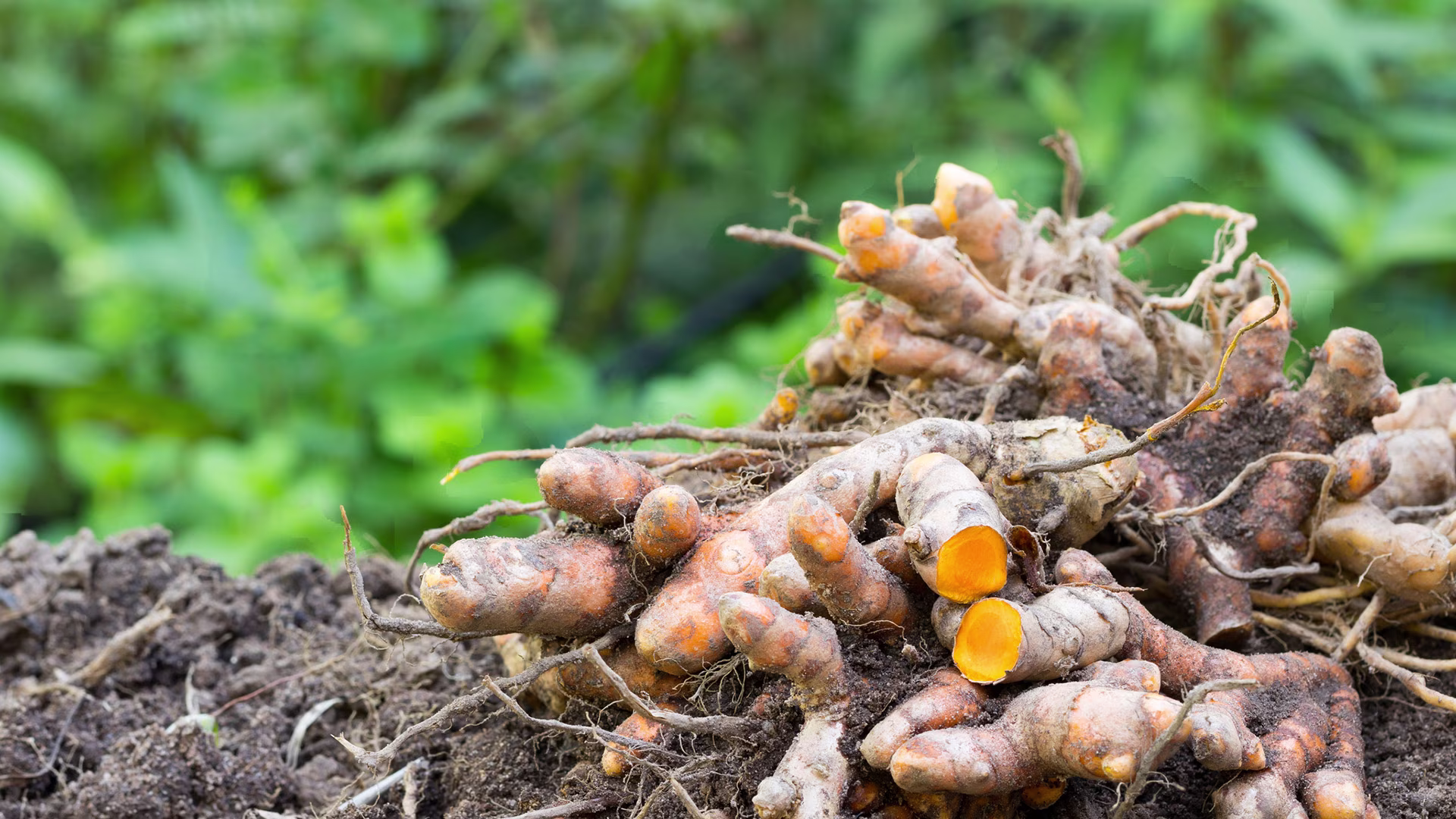 Kurkuma-Pflanze mit grünen Blättern und gelber Gelbwurz-Knolle im Boden, natürliche Quelle der gesunden Kurkuma-Knolle.