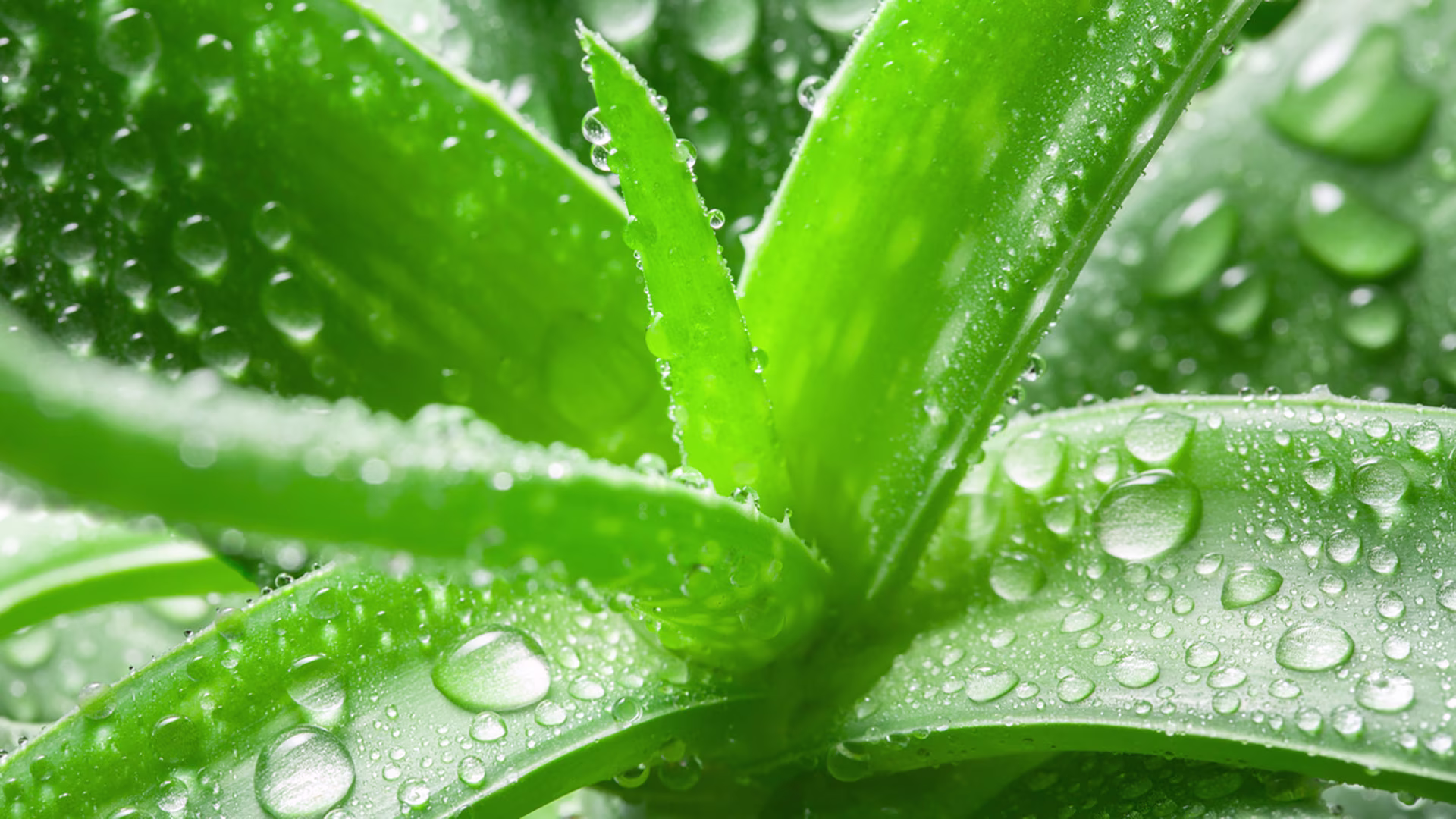 Nahaufnahme einer Aloe-Vera-Pflanze mit Wassertropfen auf den grünen Blättern.