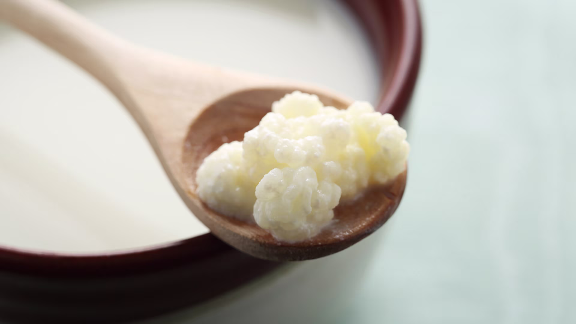 Ein Holzlöffel mit Kefirknollen liegt auf einer Schüssel mit Milch.